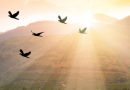 birds flying together symbolizing hope with rays of light