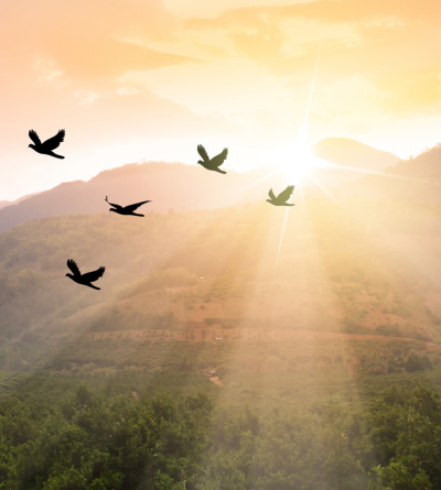birds flying together symbolizing hope with rays of light