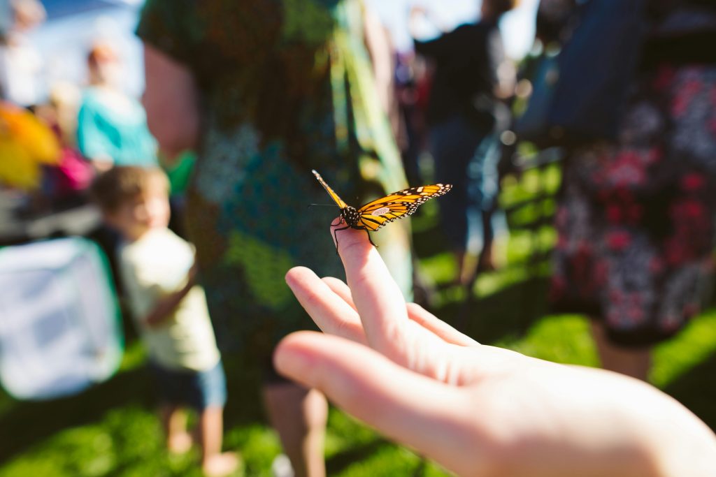 butterfly on a person's finger